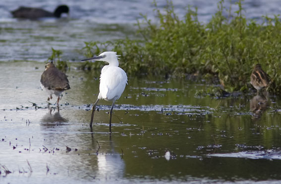 Kleinezilverreiger250808B